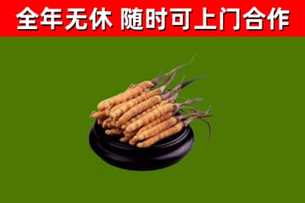 坪山回收散虫草